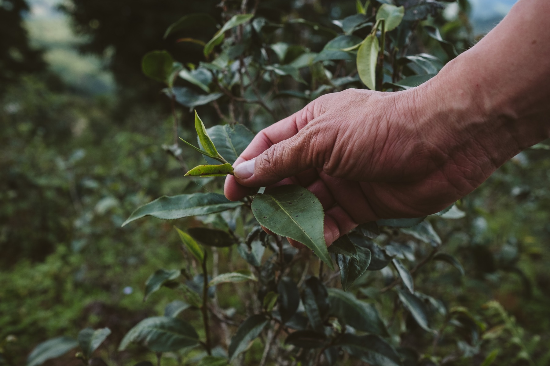 Tea picking in Myanmar