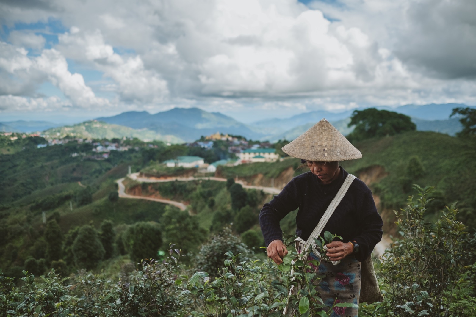 A tea farmer picking fresh leaves in the Shan State of Myanmar